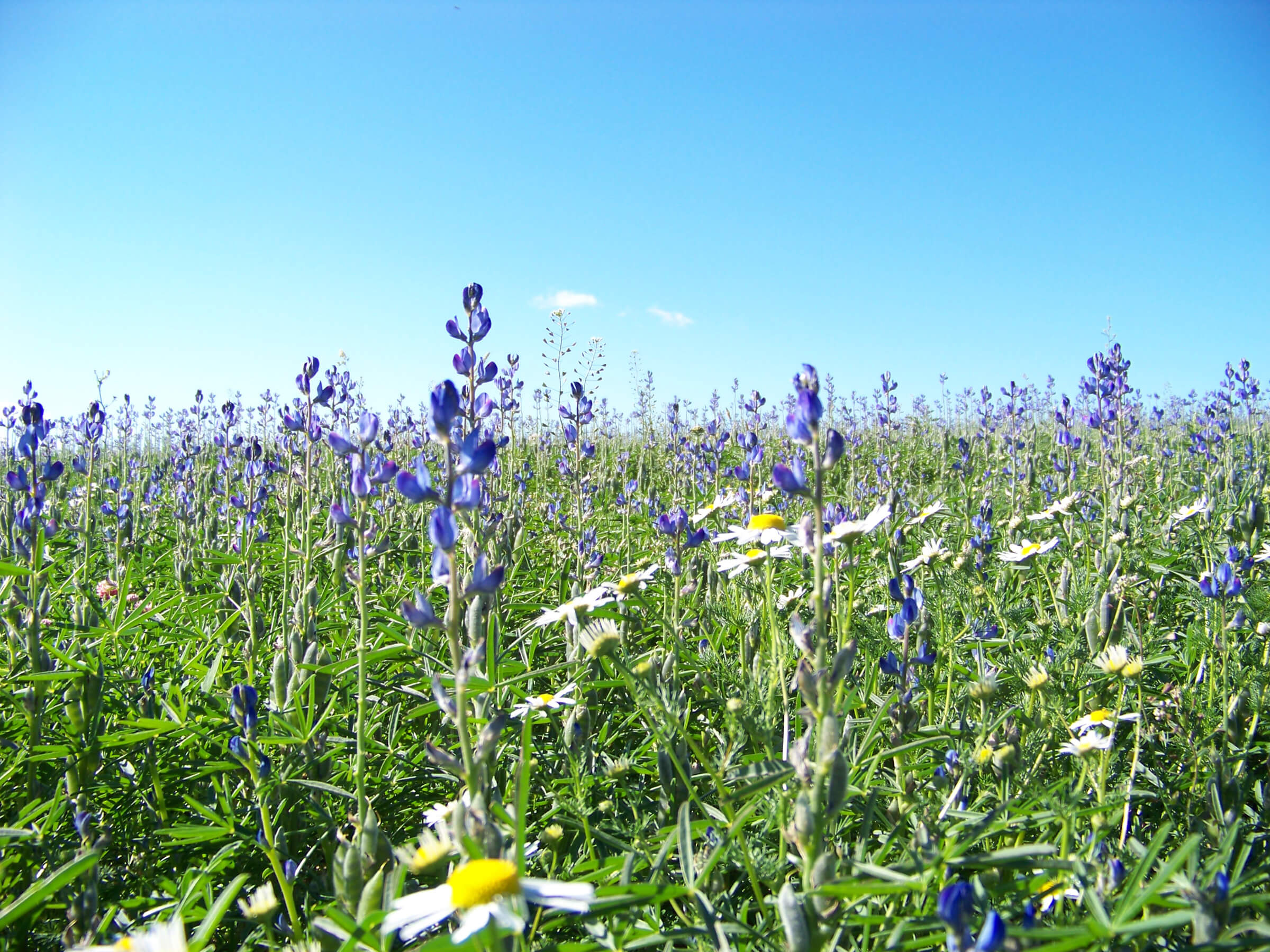 Lupinenblüten