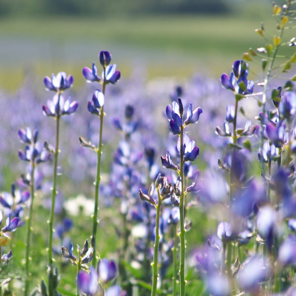 Lupinenanbau